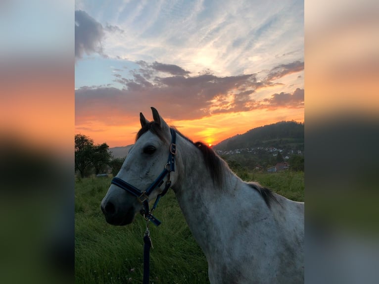 Deutsches Reitpony Mix Wallach 10 Jahre 146 cm Blauschimmel in Murrhardt