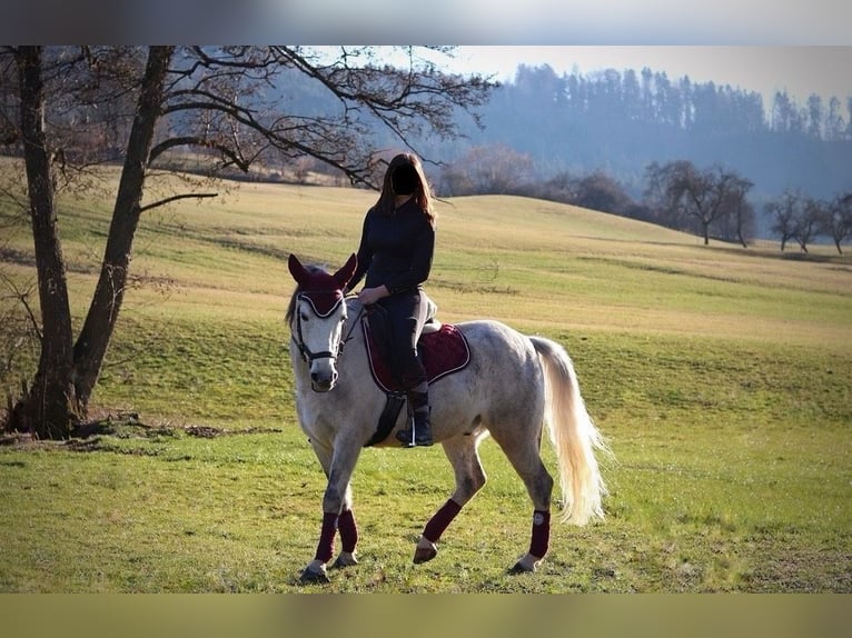 Deutsches Reitpony Mix Wallach 10 Jahre 146 cm Blauschimmel in Murrhardt