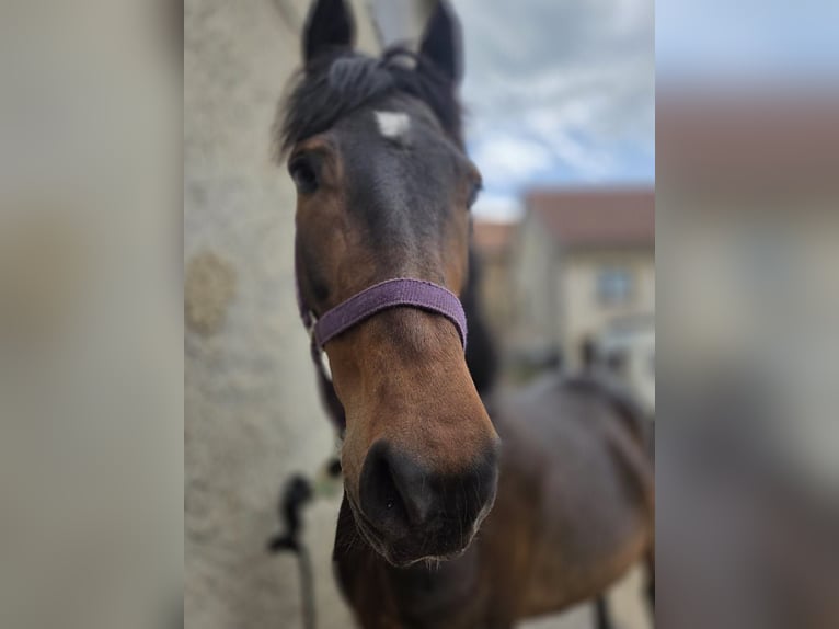 Deutsches Reitpony Wallach 10 Jahre 146 cm Brauner in Gera