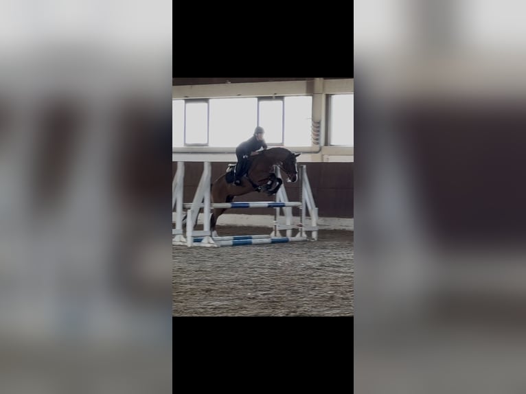Deutsches Reitpony Wallach 10 Jahre 146 cm Brauner in Melle
