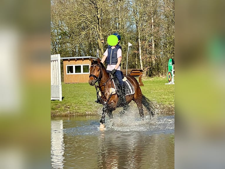 Deutsches Reitpony Wallach 10 Jahre 146 cm Brauner in Delmenhorst