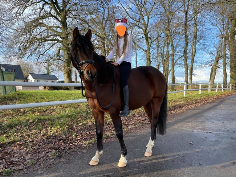 Deutsches Reitpony Wallach 10 Jahre 146 cm Brauner in Delmenhorst