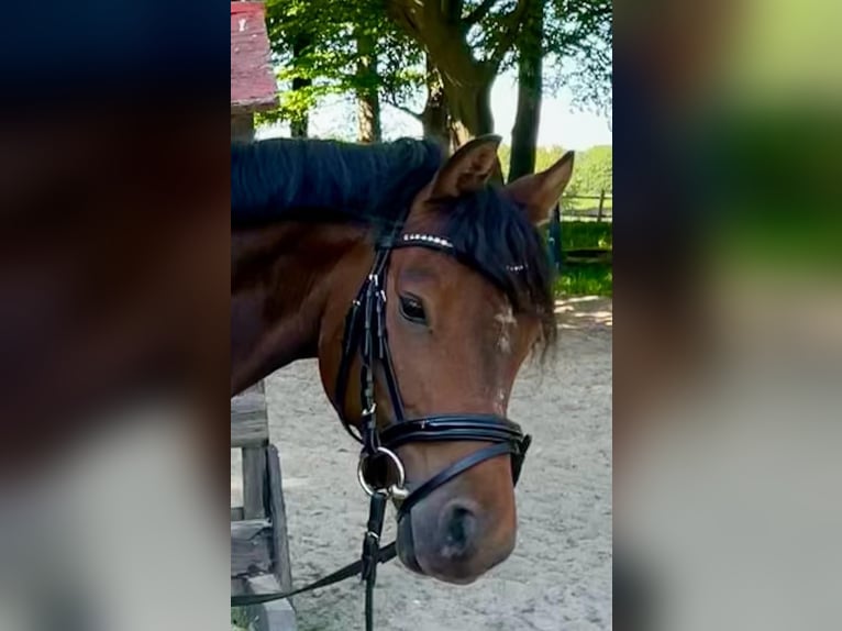 Deutsches Reitpony Wallach 10 Jahre 146 cm Brauner in Delmenhorst