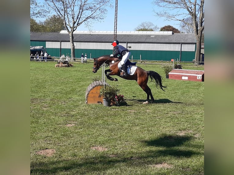 Deutsches Reitpony Wallach 10 Jahre 146 cm Brauner in Delmenhorst