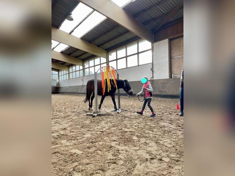 Deutsches Reitpony Wallach 10 Jahre 146 cm Brauner in Delmenhorst