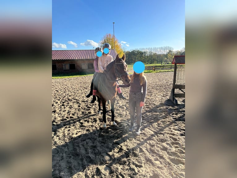 Deutsches Reitpony Wallach 10 Jahre 146 cm Brauner in Delmenhorst
