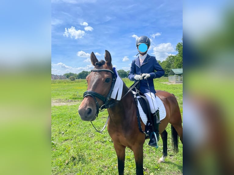 Deutsches Reitpony Wallach 10 Jahre 146 cm Brauner in Delmenhorst