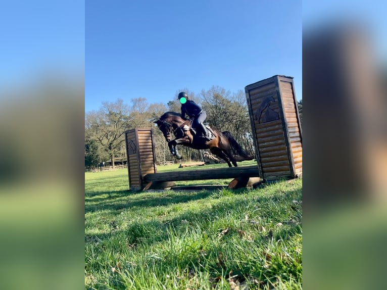 Deutsches Reitpony Wallach 10 Jahre 146 cm Brauner in Delmenhorst