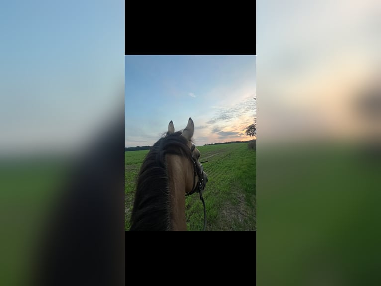 Deutsches Reitpony Wallach 10 Jahre 146 cm Buckskin in Minden