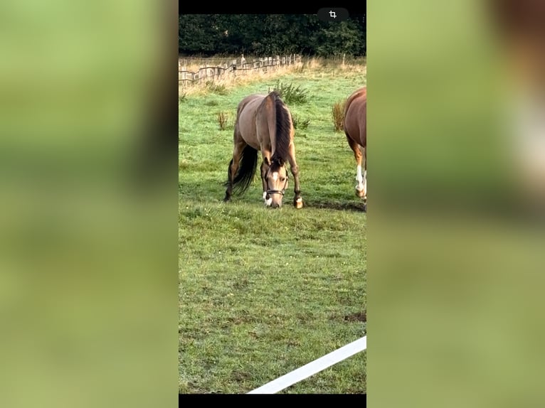 Deutsches Reitpony Wallach 10 Jahre 146 cm Buckskin in Minden