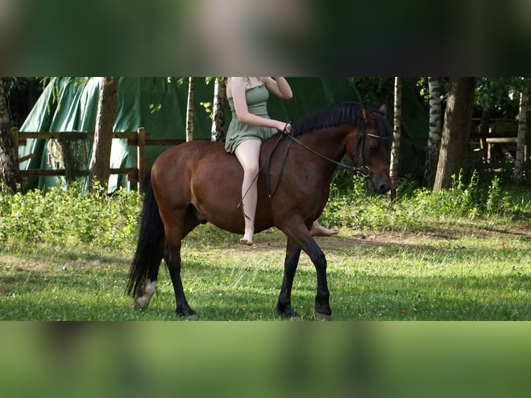 Deutsches Reitpony Wallach 10 Jahre 146 cm Dunkelbrauner in M&#xF6;mbris