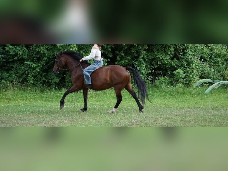 Deutsches Reitpony Wallach 10 Jahre 146 cm Dunkelbrauner in M&#xF6;mbris