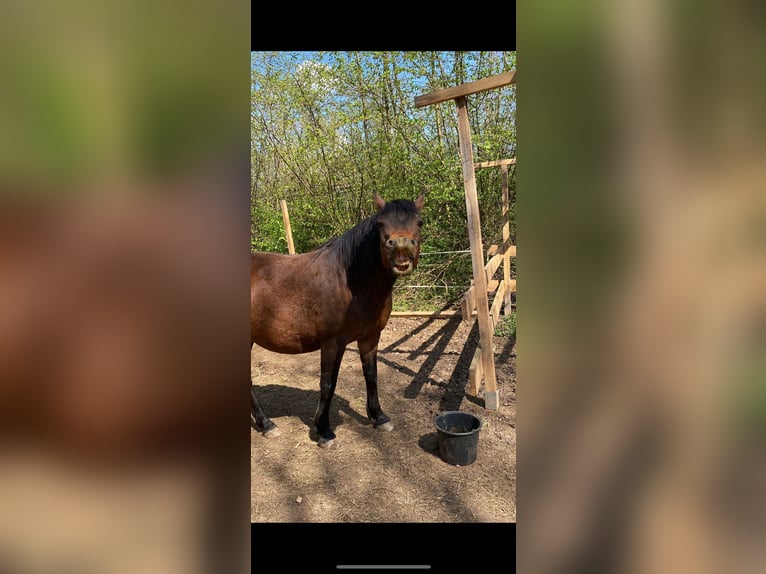 Deutsches Reitpony Wallach 10 Jahre 146 cm Dunkelbrauner in M&#xF6;mbris