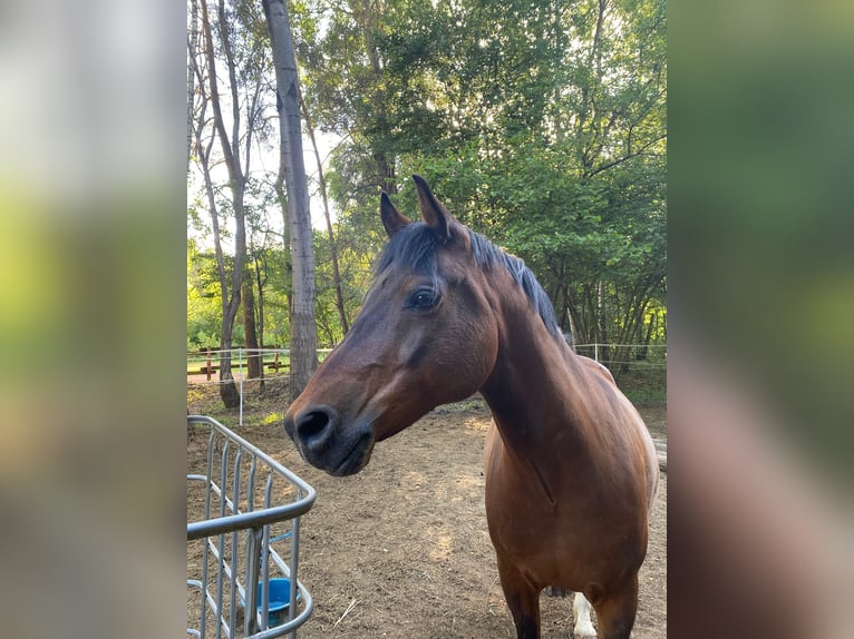 Deutsches Reitpony Wallach 10 Jahre 146 cm Dunkelbrauner in M&#xF6;mbris