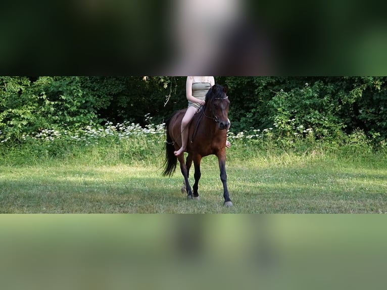Deutsches Reitpony Wallach 10 Jahre 146 cm Dunkelbrauner in M&#xF6;mbris