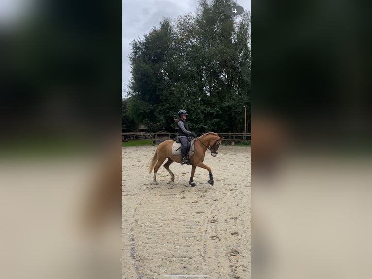 Deutsches Reitpony Wallach 10 Jahre 146 cm Falbe in Bremen
