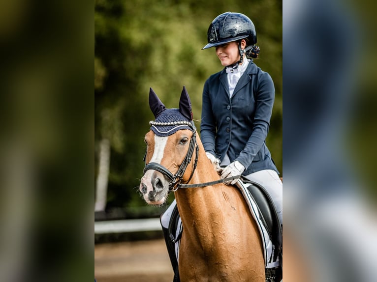 Deutsches Reitpony Wallach 10 Jahre 146 cm Falbe in Bremen