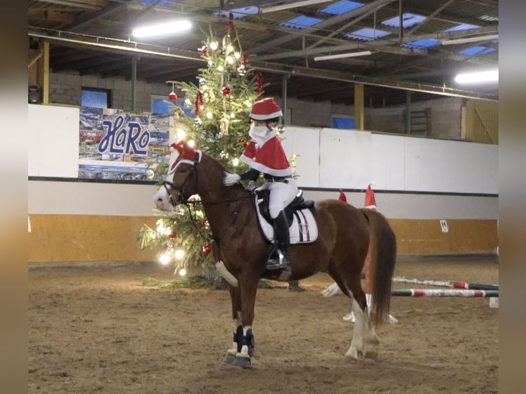 Deutsches Reitpony Wallach 10 Jahre 146 cm Fuchs in Lindlar