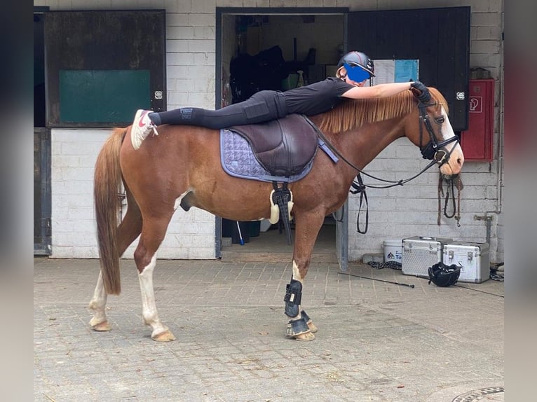 Deutsches Reitpony Wallach 10 Jahre 146 cm Fuchs in Lindlar