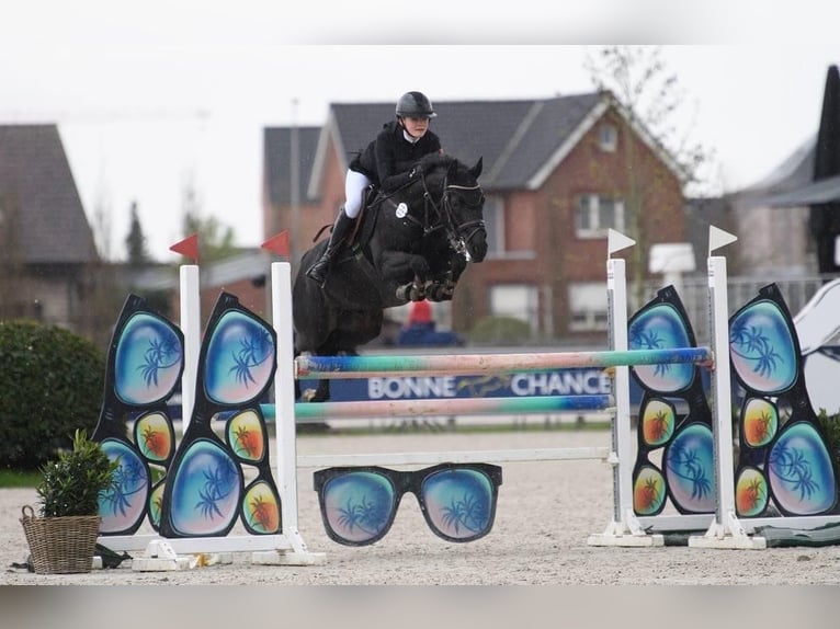 Deutsches Reitpony Wallach 10 Jahre 146 cm Rappe in Melle