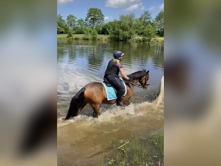Deutsches Reitpony Wallach 10 Jahre 147 cm Brauner in Zetel