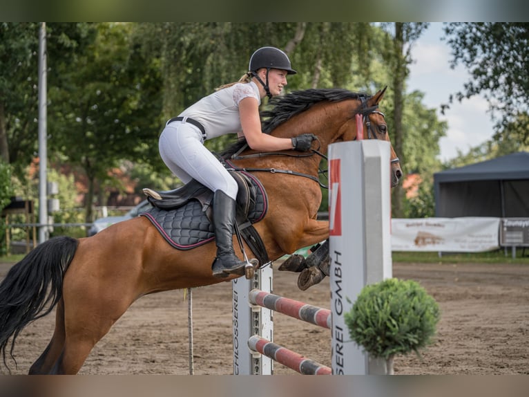 Deutsches Reitpony Wallach 10 Jahre 147 cm Brauner in Lüdinghausen