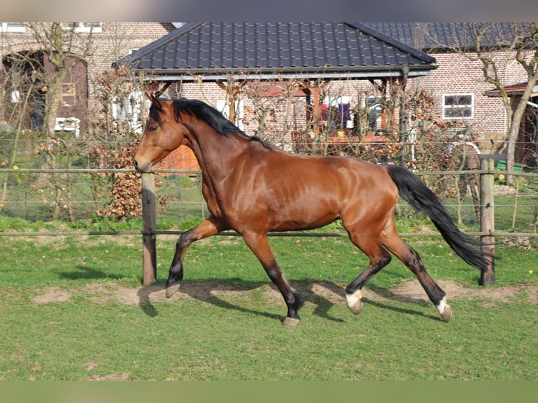 Deutsches Reitpony Wallach 10 Jahre 147 cm Brauner in Lüdinghausen
