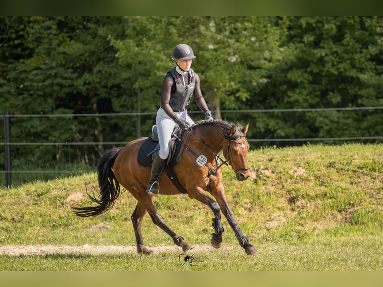 Deutsches Reitpony Wallach 10 Jahre 147 cm Brauner in Lüdinghausen