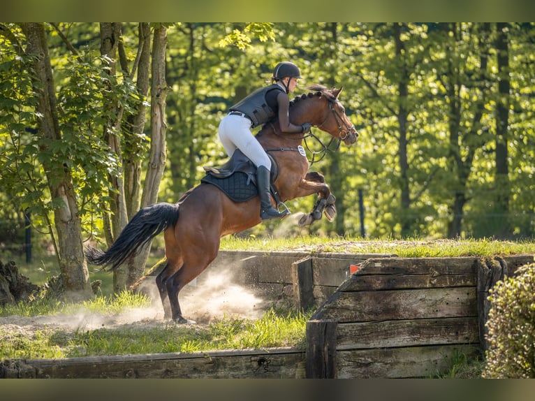 Deutsches Reitpony Wallach 10 Jahre 147 cm Brauner in Lüdinghausen