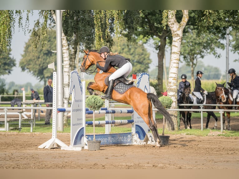Deutsches Reitpony Wallach 10 Jahre 147 cm Brauner in Lüdinghausen