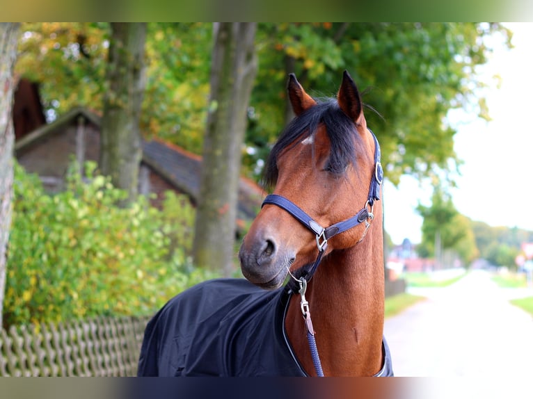 Deutsches Reitpony Wallach 10 Jahre 147 cm Brauner in Lüdinghausen