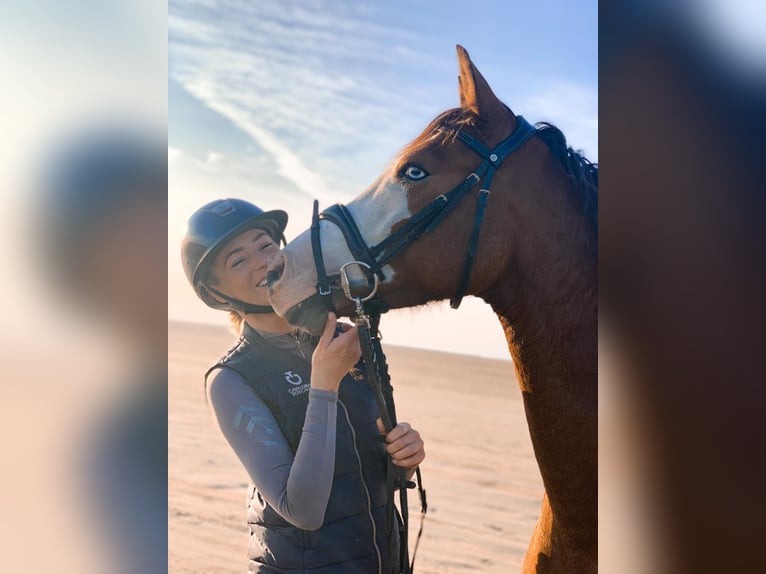 Deutsches Reitpony Wallach 10 Jahre 147 cm Brauner in Tinningstedt