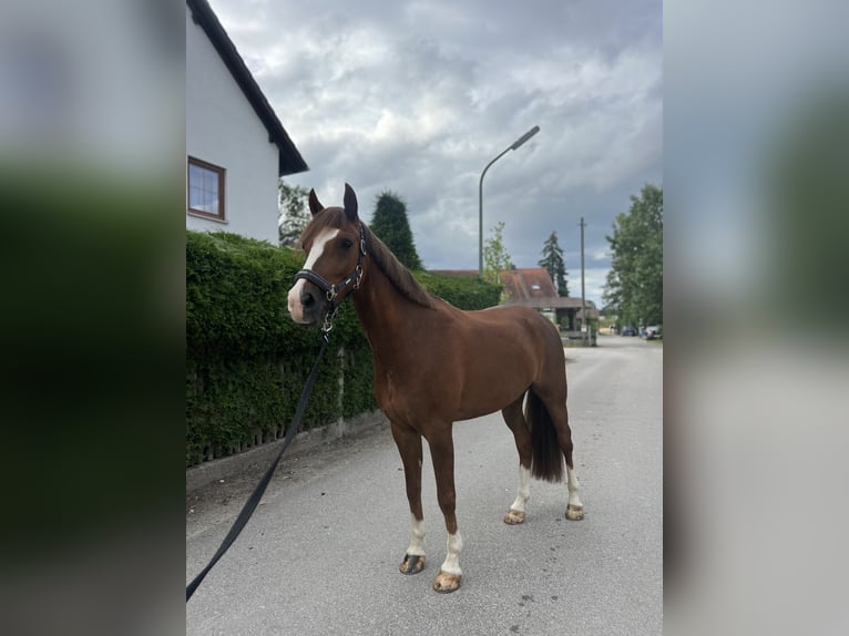 Deutsches Reitpony Wallach 10 Jahre 147 cm Dunkelfuchs in Geretsried