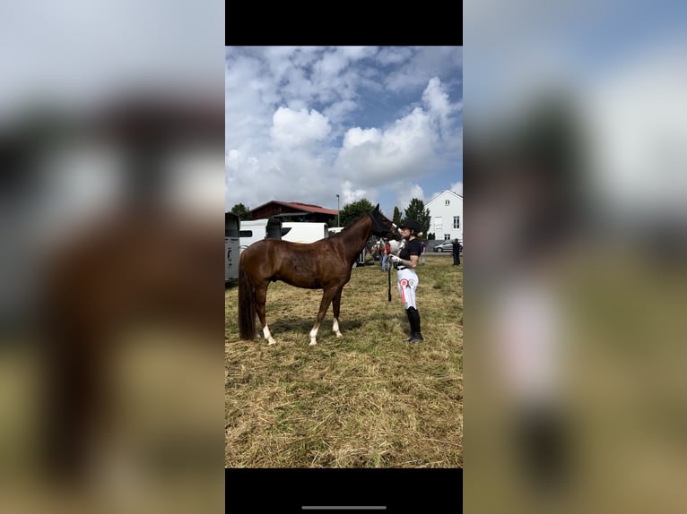 Deutsches Reitpony Wallach 10 Jahre 147 cm Dunkelfuchs in Geretsried