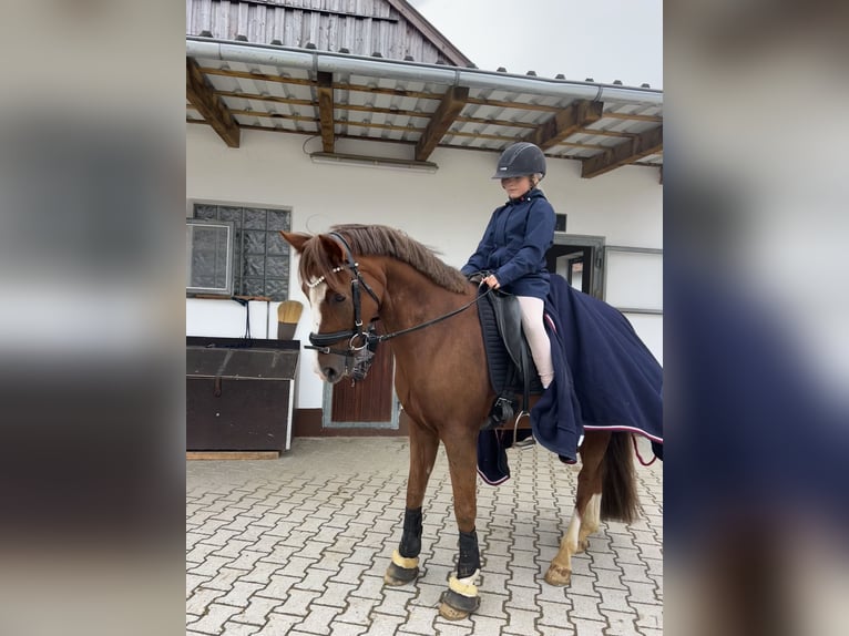 Deutsches Reitpony Wallach 10 Jahre 147 cm Dunkelfuchs in Geretsried