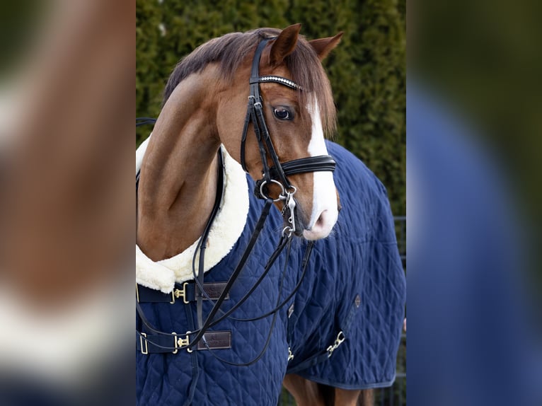 Deutsches Reitpony Wallach 10 Jahre 147 cm Dunkelfuchs in Geretsried