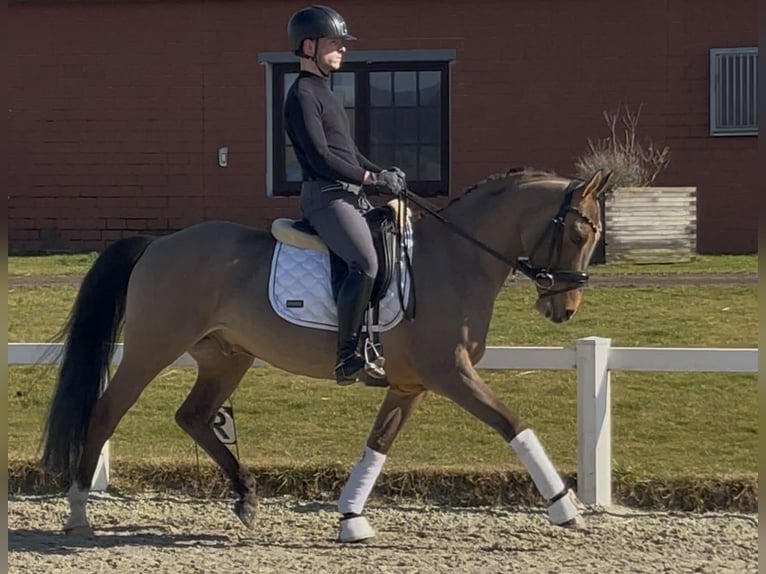 Deutsches Reitpony Wallach 10 Jahre 147 cm Falbe in Stadthagen