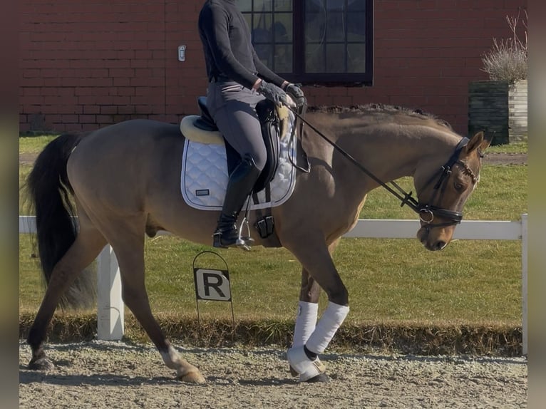 Deutsches Reitpony Wallach 10 Jahre 147 cm Falbe in Stadthagen