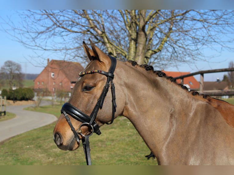 Deutsches Reitpony Wallach 10 Jahre 147 cm Falbe in Stadthagen