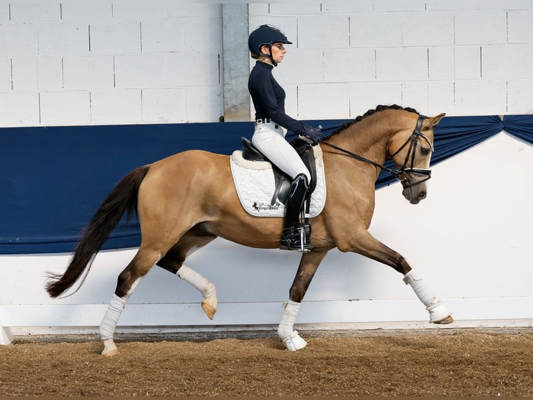 Deutsches Reitpony Wallach 10 Jahre 147 cm Falbe in Marsberg