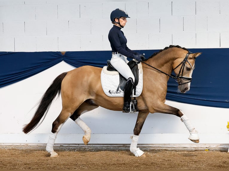 Deutsches Reitpony Wallach 10 Jahre 147 cm Falbe in Marsberg