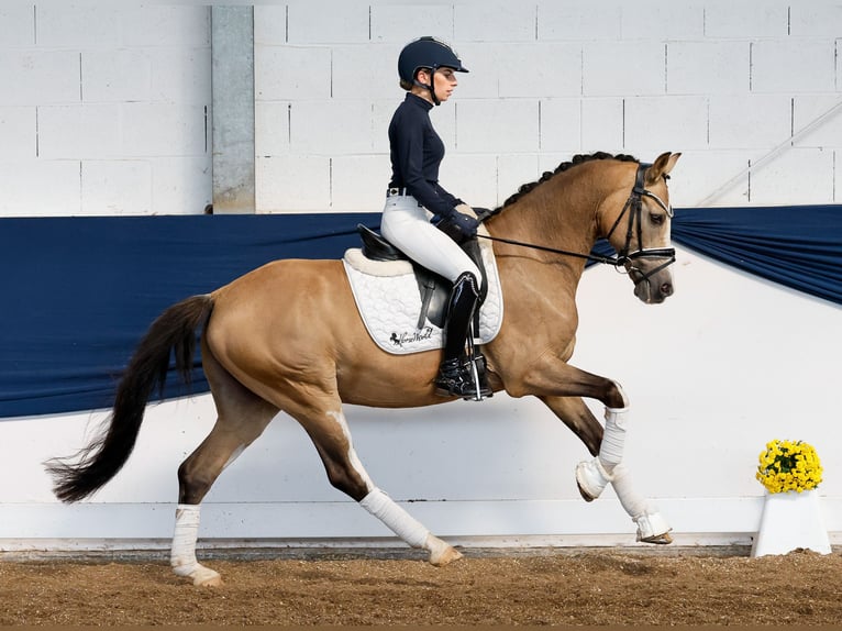 Deutsches Reitpony Wallach 10 Jahre 147 cm Falbe in Marsberg