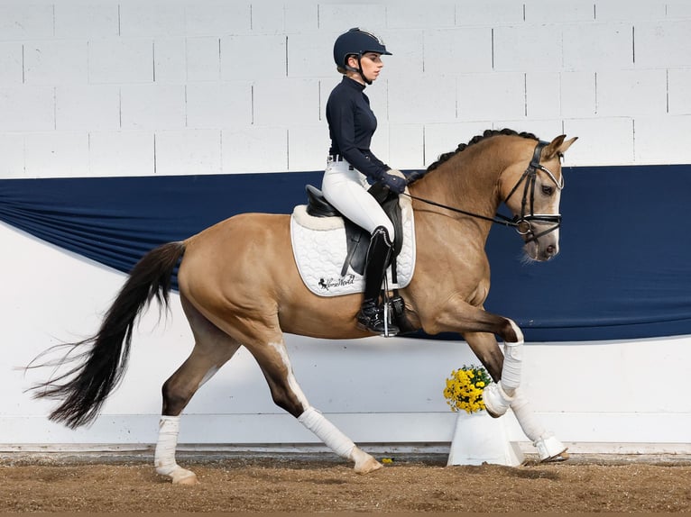 Deutsches Reitpony Wallach 10 Jahre 147 cm Falbe in Marsberg