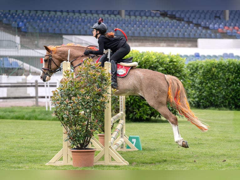Deutsches Reitpony Wallach 10 Jahre 147 cm Fuchs in Hamburg