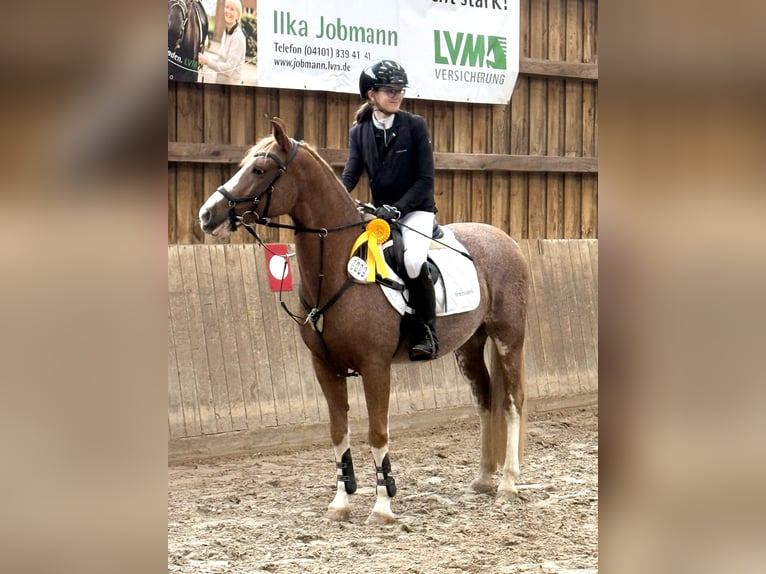 Deutsches Reitpony Wallach 10 Jahre 147 cm Fuchs in Hamburg
