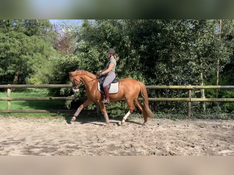 Deutsches Reitpony Wallach 10 Jahre 147 cm Fuchs in Tarmstedt