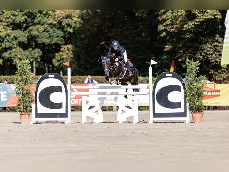 Deutsches Reitpony Wallach 10 Jahre 147 cm Rappe in Techentin