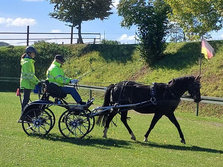 Deutsches Reitpony Wallach 10 Jahre 147 cm Schwarzbrauner in Landolfshausen OT Mackenrode