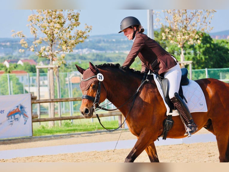 Deutsches Reitpony Wallach 10 Jahre 148 cm Brauner in Filderstadt