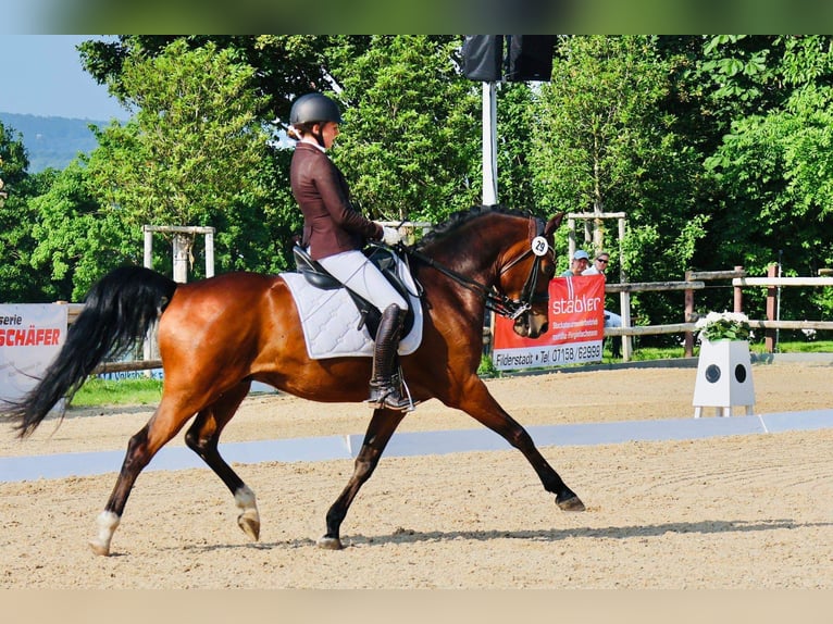 Deutsches Reitpony Wallach 10 Jahre 148 cm Brauner in Filderstadt